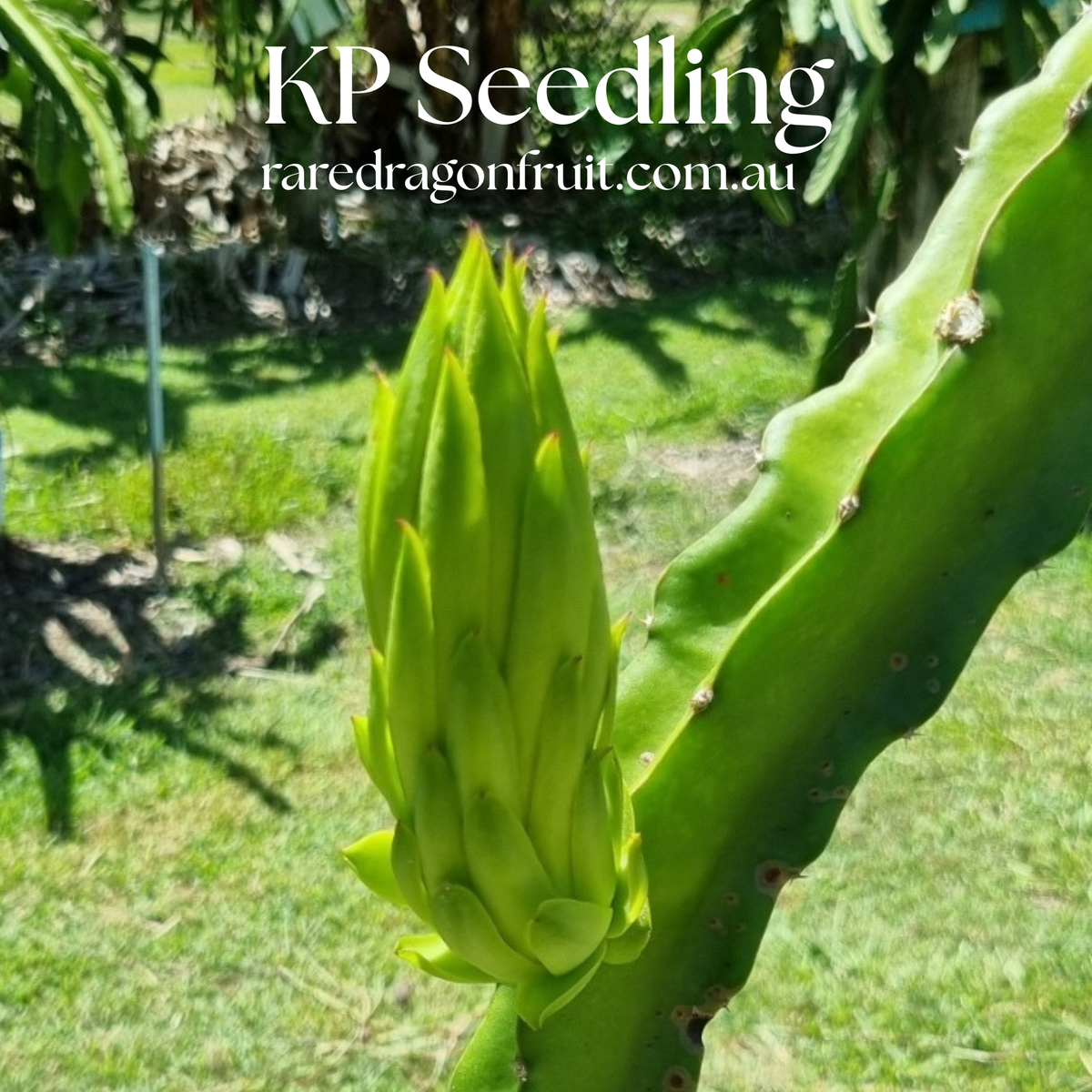 K.P Seedling Dragon Fruit