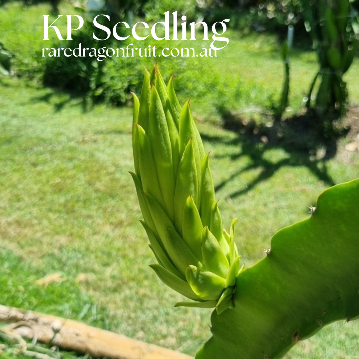 K.P Seedling Dragon Fruit