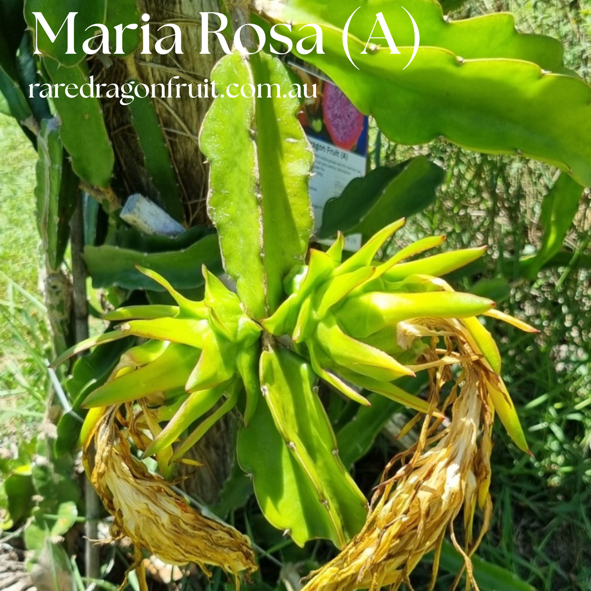 Maria Rosa Dragon Fruit (A)