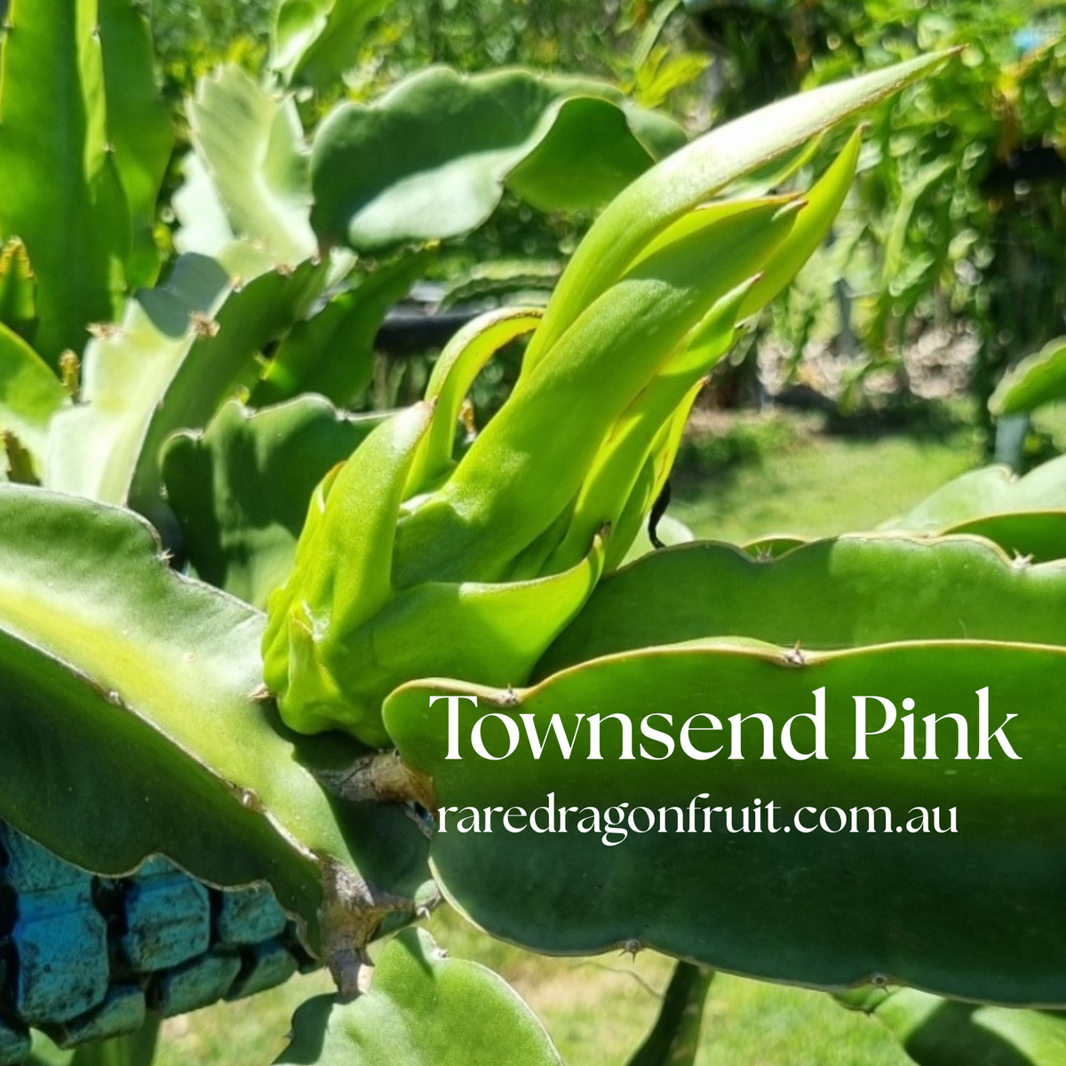 Townsend Pink – Hylocereus sp. Dragon fruit