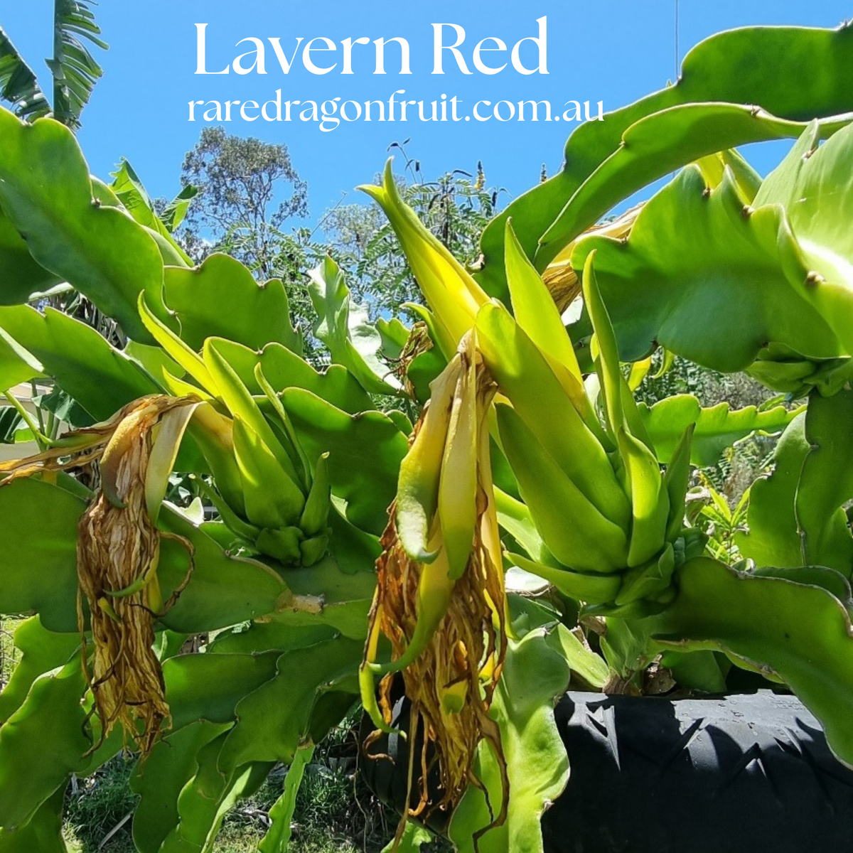 Lavern Red Dragon Fruit