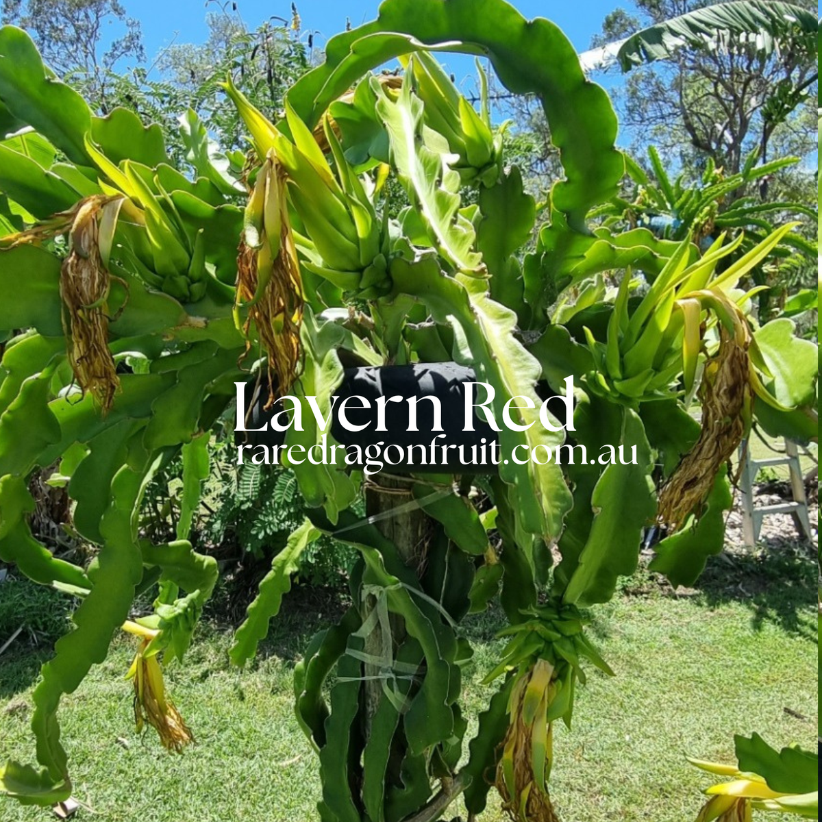 Lavern Red Dragon Fruit