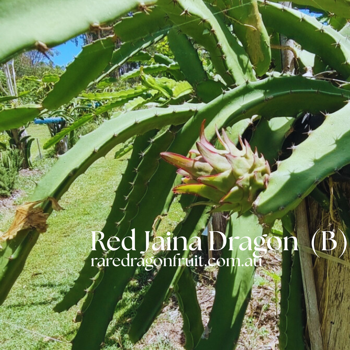 Red Jaina Dragon Fruit Variety (B)