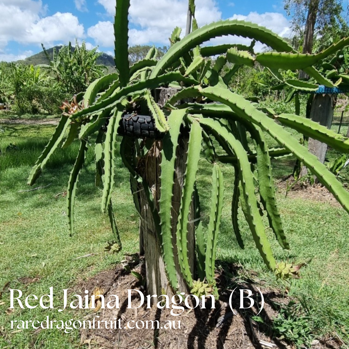 Red Jaina Dragon Fruit Variety (B)