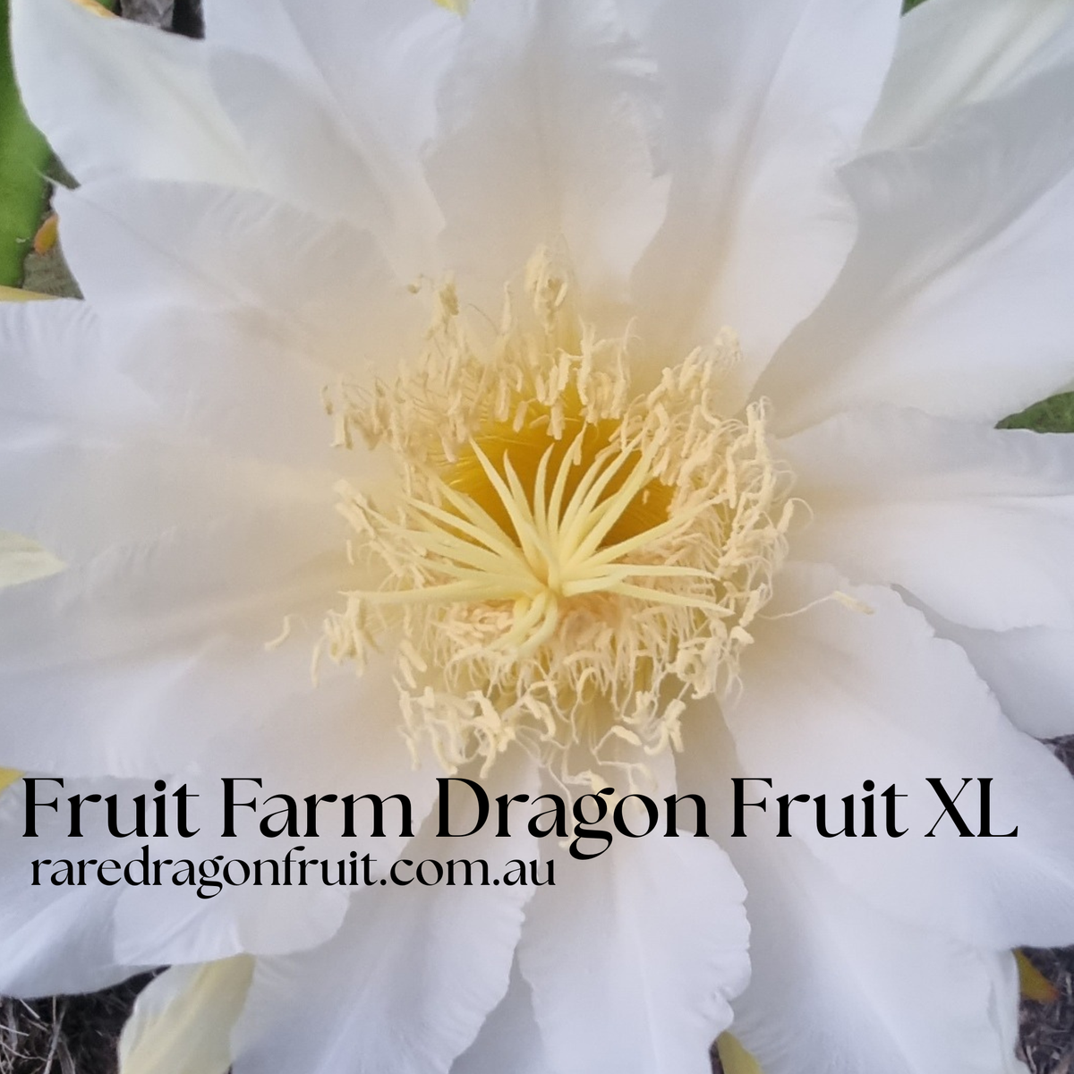Fruit Farm Red Dragon Fruit XL