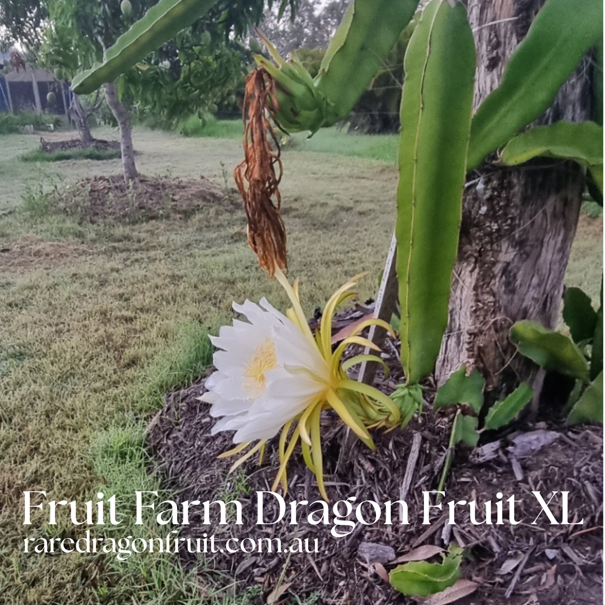 Fruit Farm Red Dragon Fruit XL