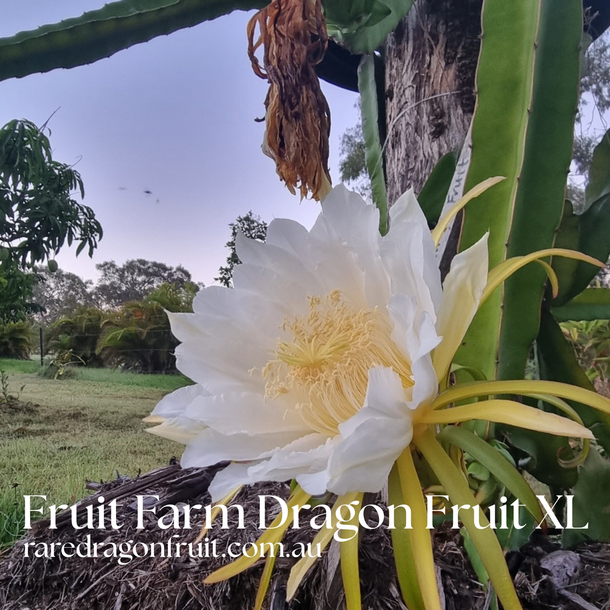 Fruit Farm Red Dragon Fruit XL