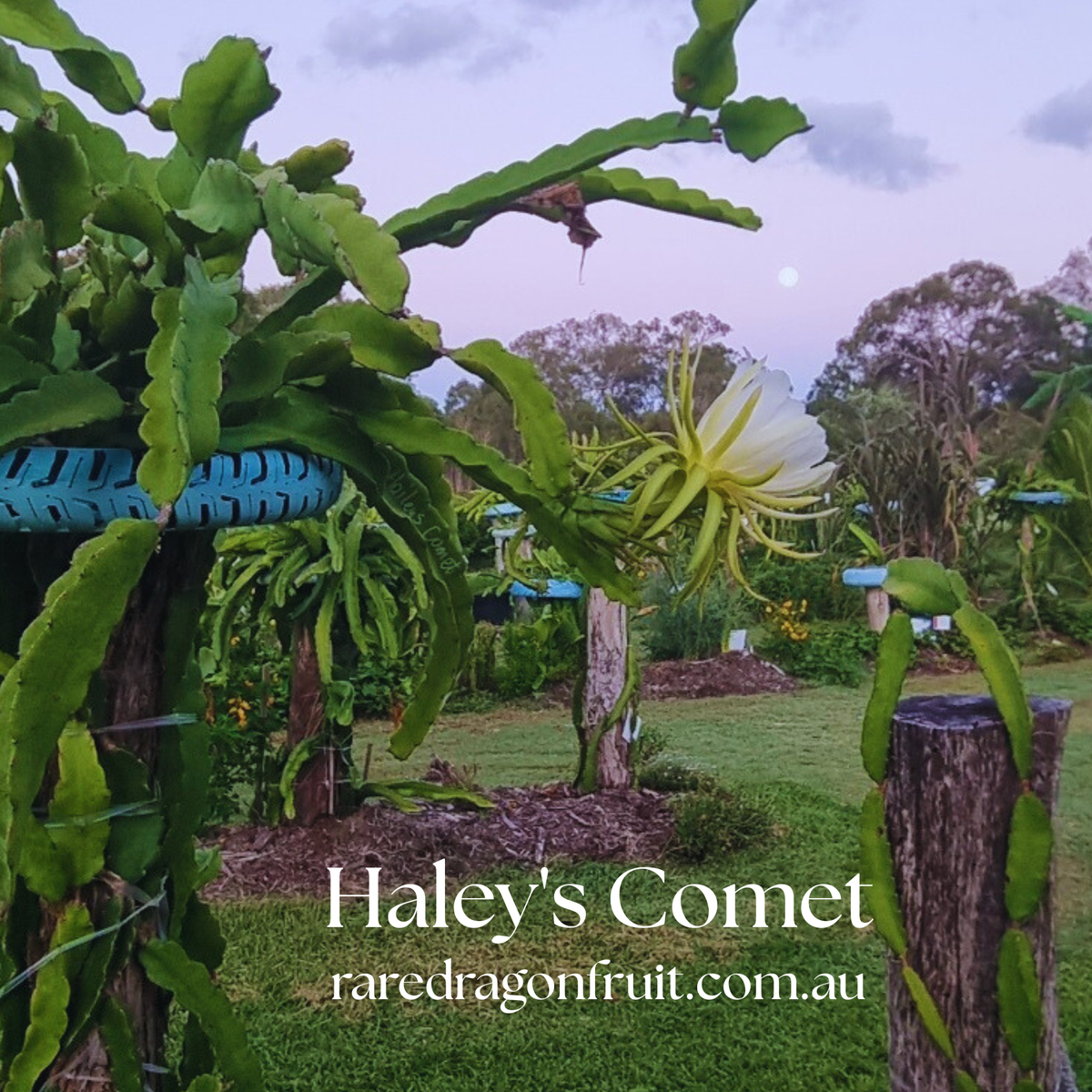 Halley’s / Haley's Comet Dragon Fruit