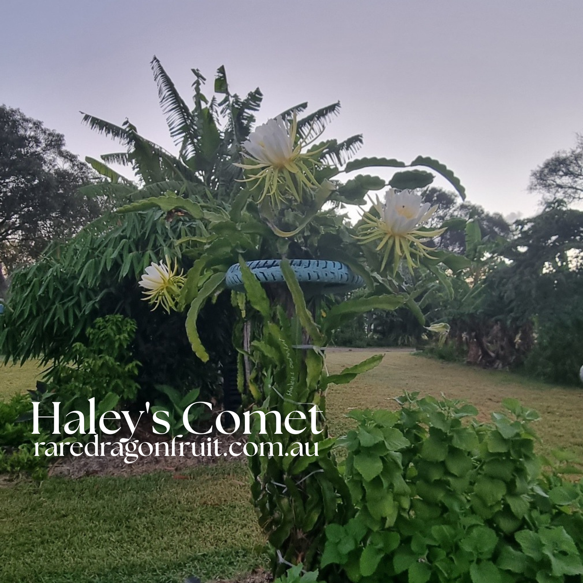 Halley’s / Haley's Comet Dragon Fruit