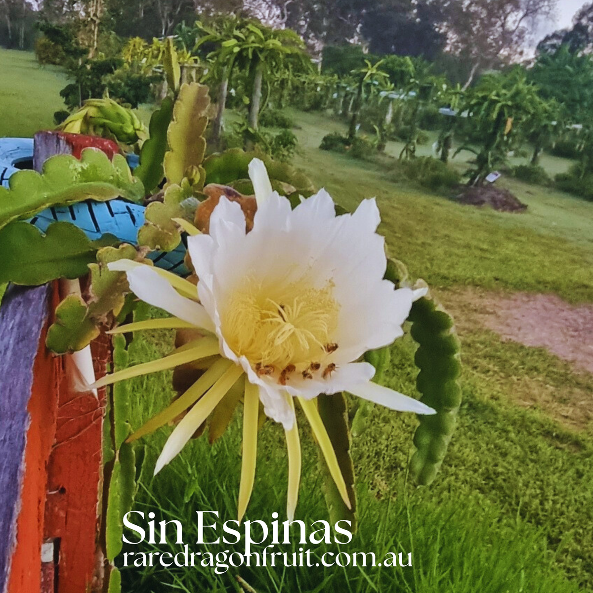 Sin Espinas Dragon Fruit