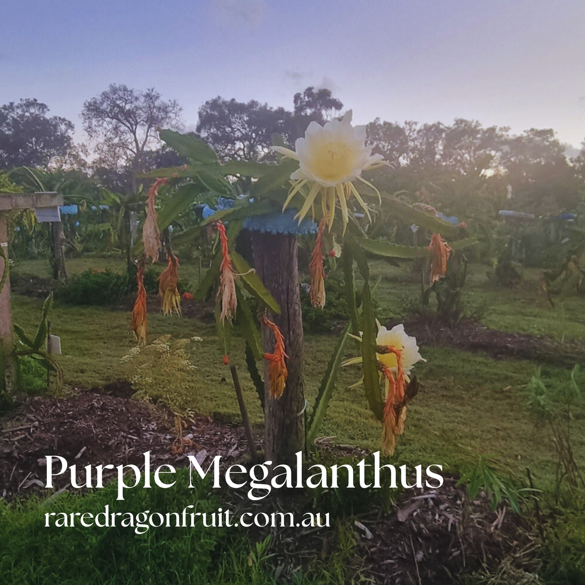 Purple Megalanthus- Colombian dragon fruit H. megalanthus.