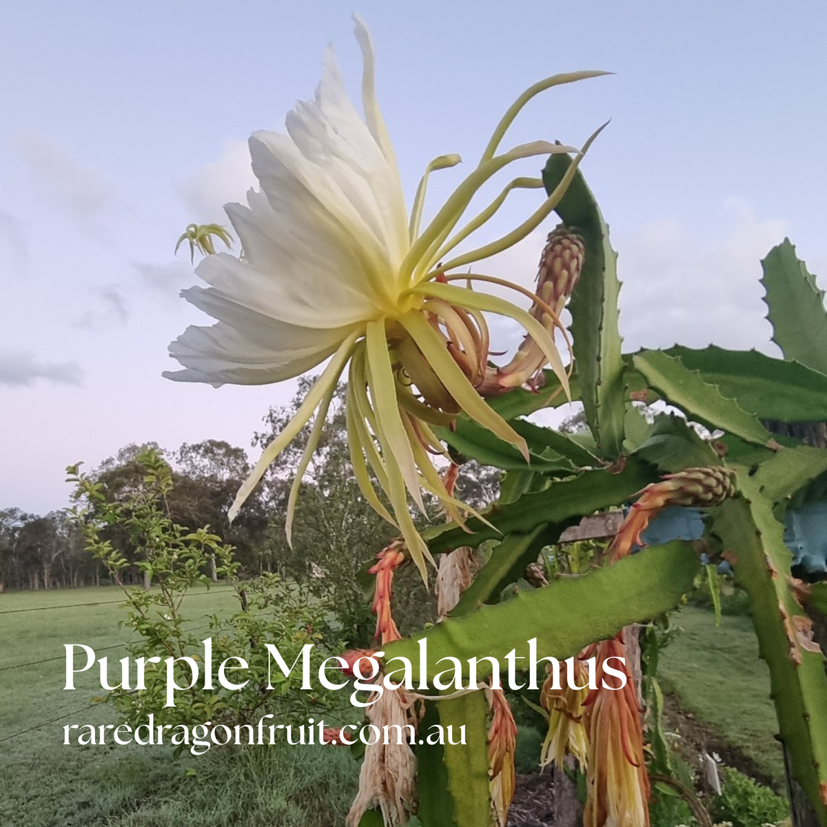 Mixed Dragon Fruit Cutting Pack Lucille Lemonade , Yellow & Purple Megalanthus and Zamorano