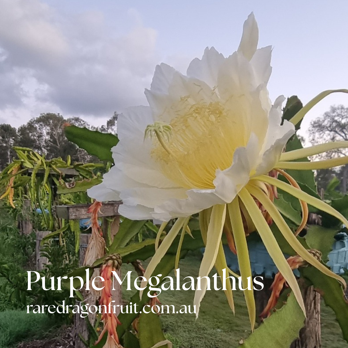 Purple Megalanthus- Colombian dragon fruit H. megalanthus.