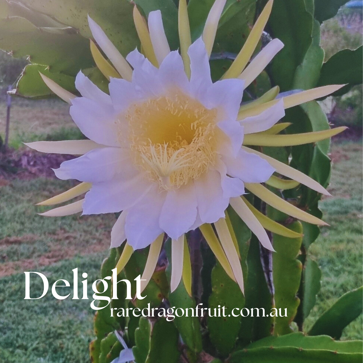 Delight Dragon Fruit Plant