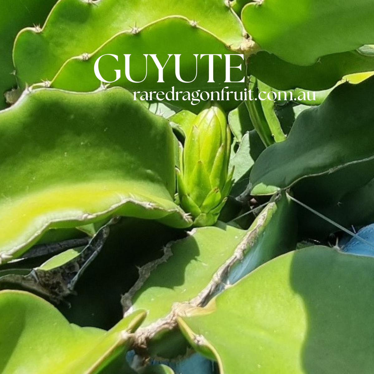 GUYUTE dragon fruit -HYLOCEREUS UNDATUS