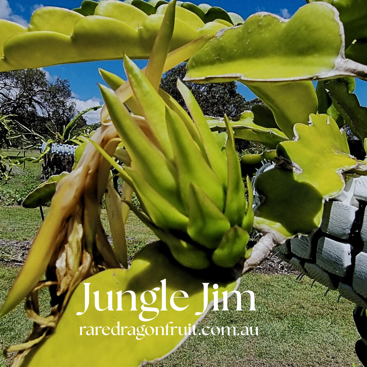 Jungle Jim Dragon Fruit