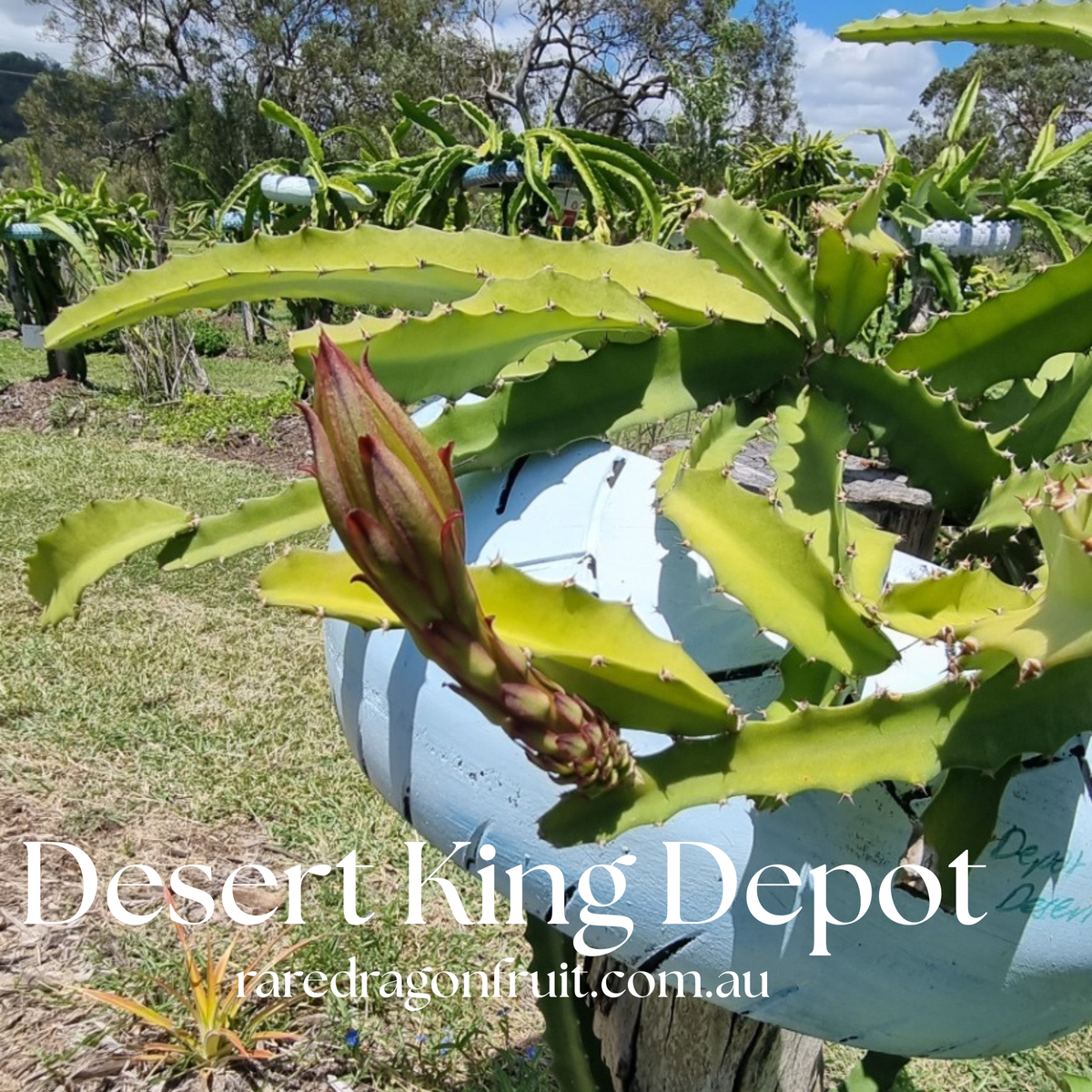Desert King Dragon Fruit (DEPOT) - NEW