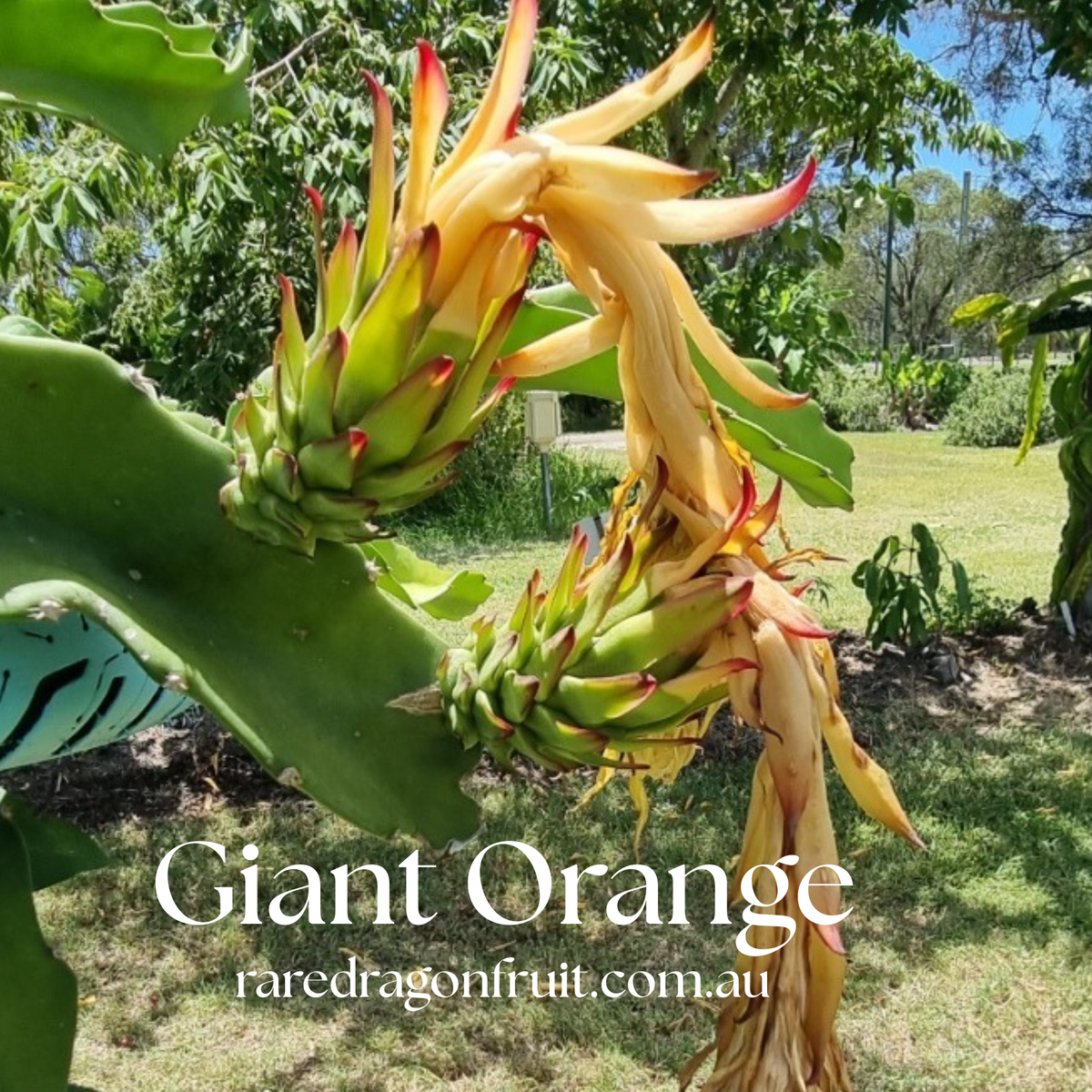 Giant Orange Dragon Fruit Plant