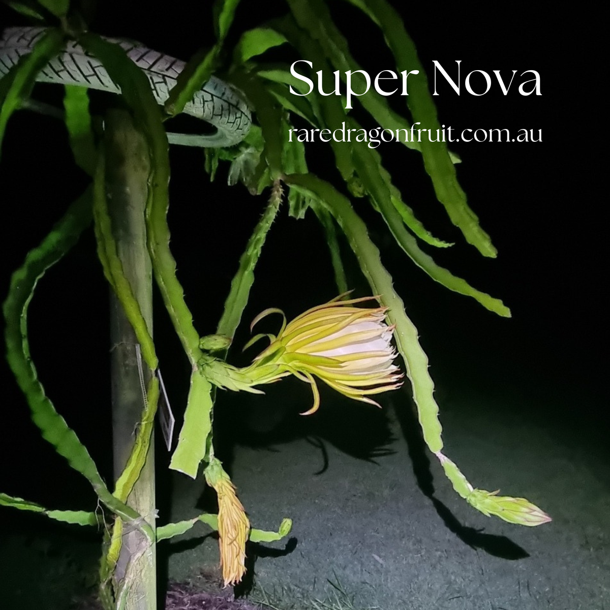 Supernova Dragon Fruit
