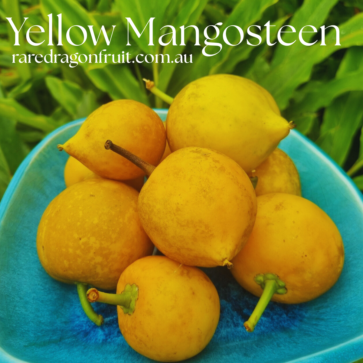 Yellow Mangosteen (Garcinia xanthochymus) Fruit Tree Plant