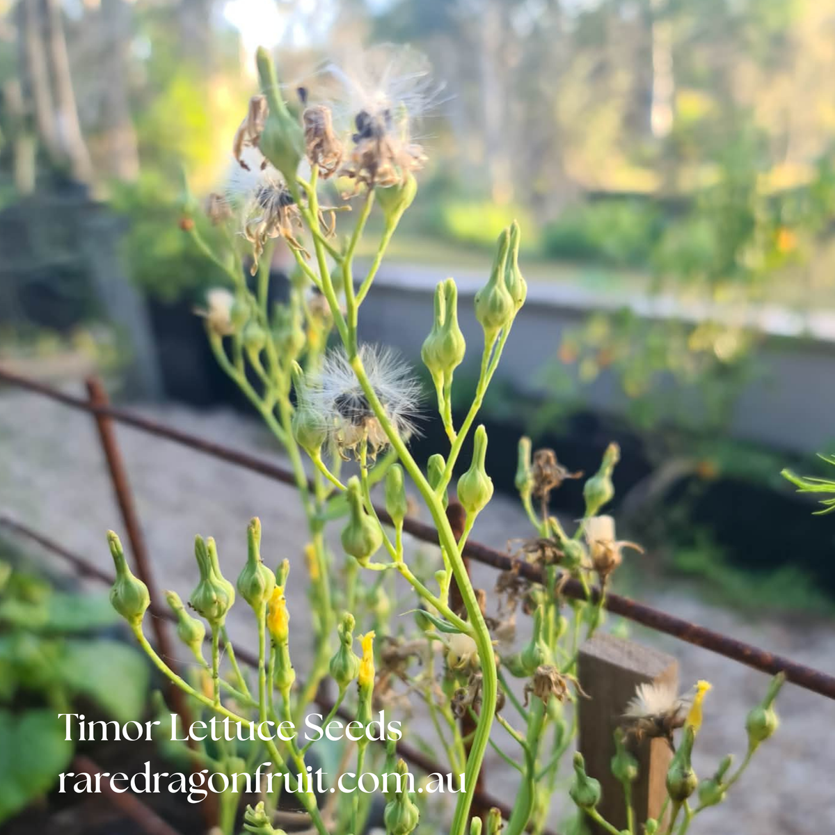 Timor Lettuce Seeds x20 | Lactuca Sativa Var. Augustana