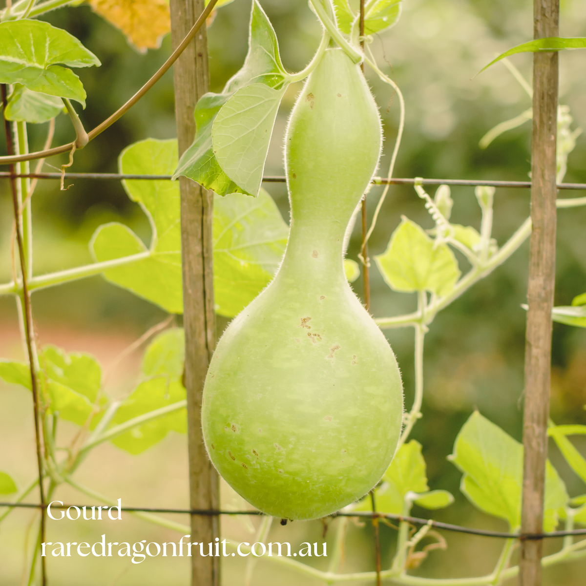 Bottle Gourd Seeds (Lauki / Doodhi / Calabash) | 10 Seeds