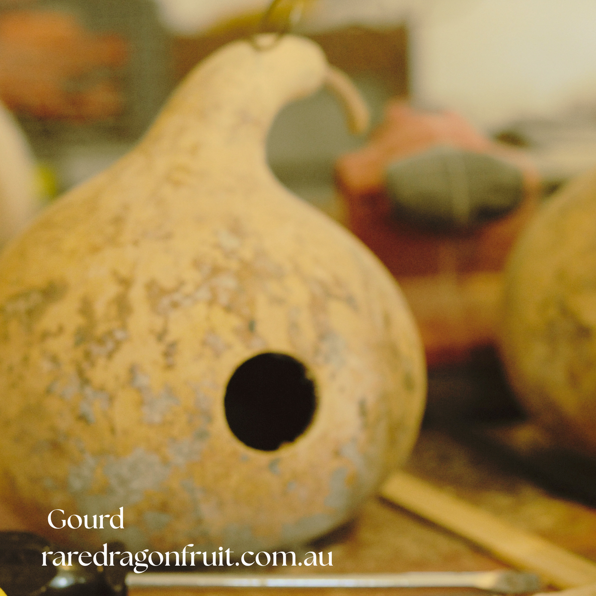 Bottle Gourd Seeds (Lauki / Doodhi / Calabash) | 10 Seeds