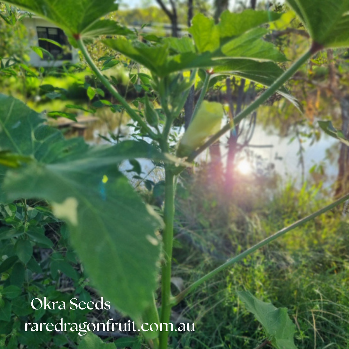 Pusa Sawani Okra Seeds | Lady's Finger Heirloom