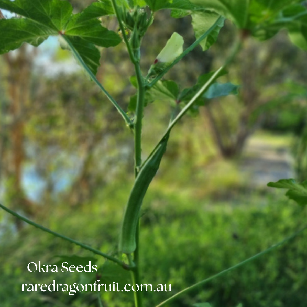 Pusa Sawani Okra Seeds | Lady's Finger Heirloom