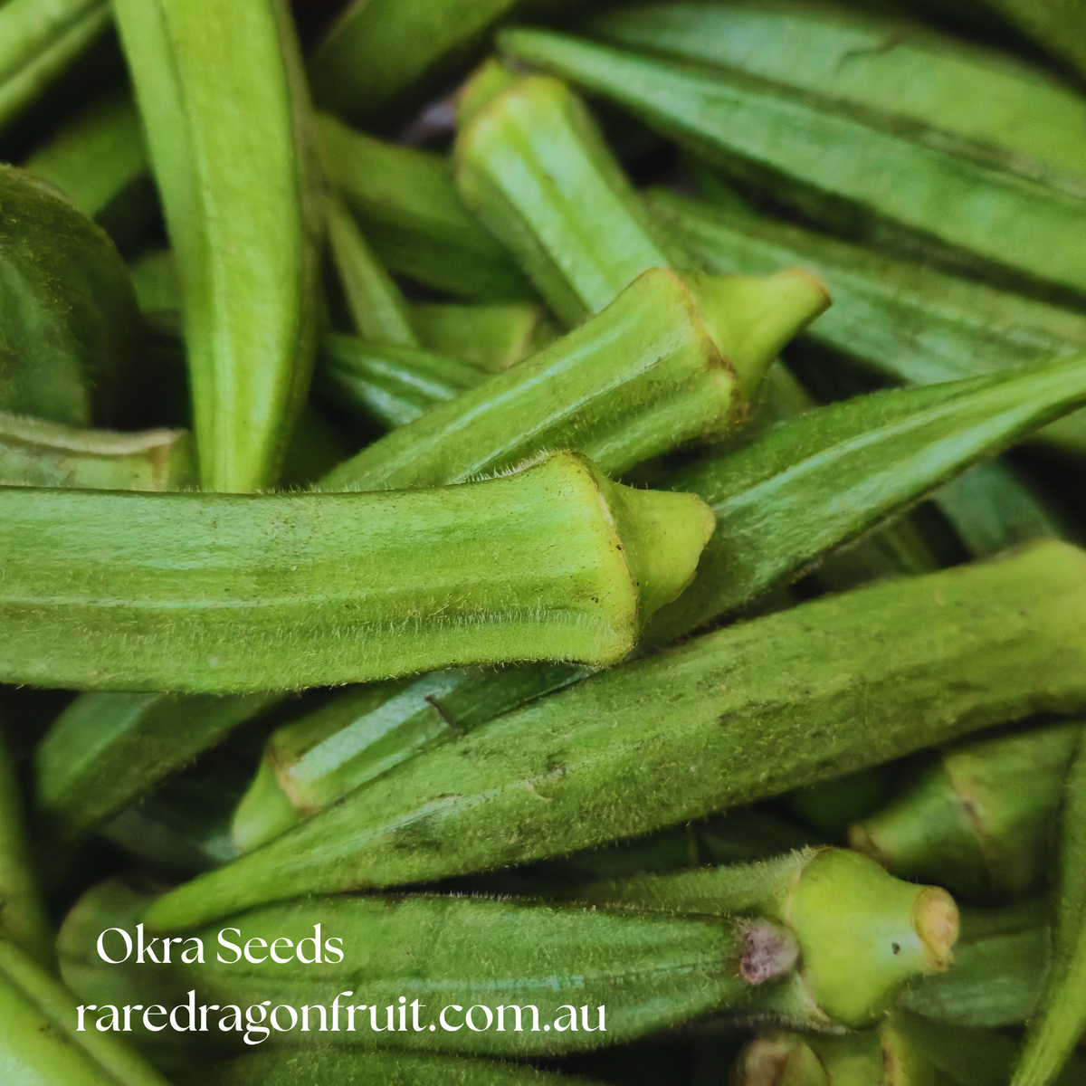 Pusa Sawani Okra Seeds | Lady's Finger Heirloom
