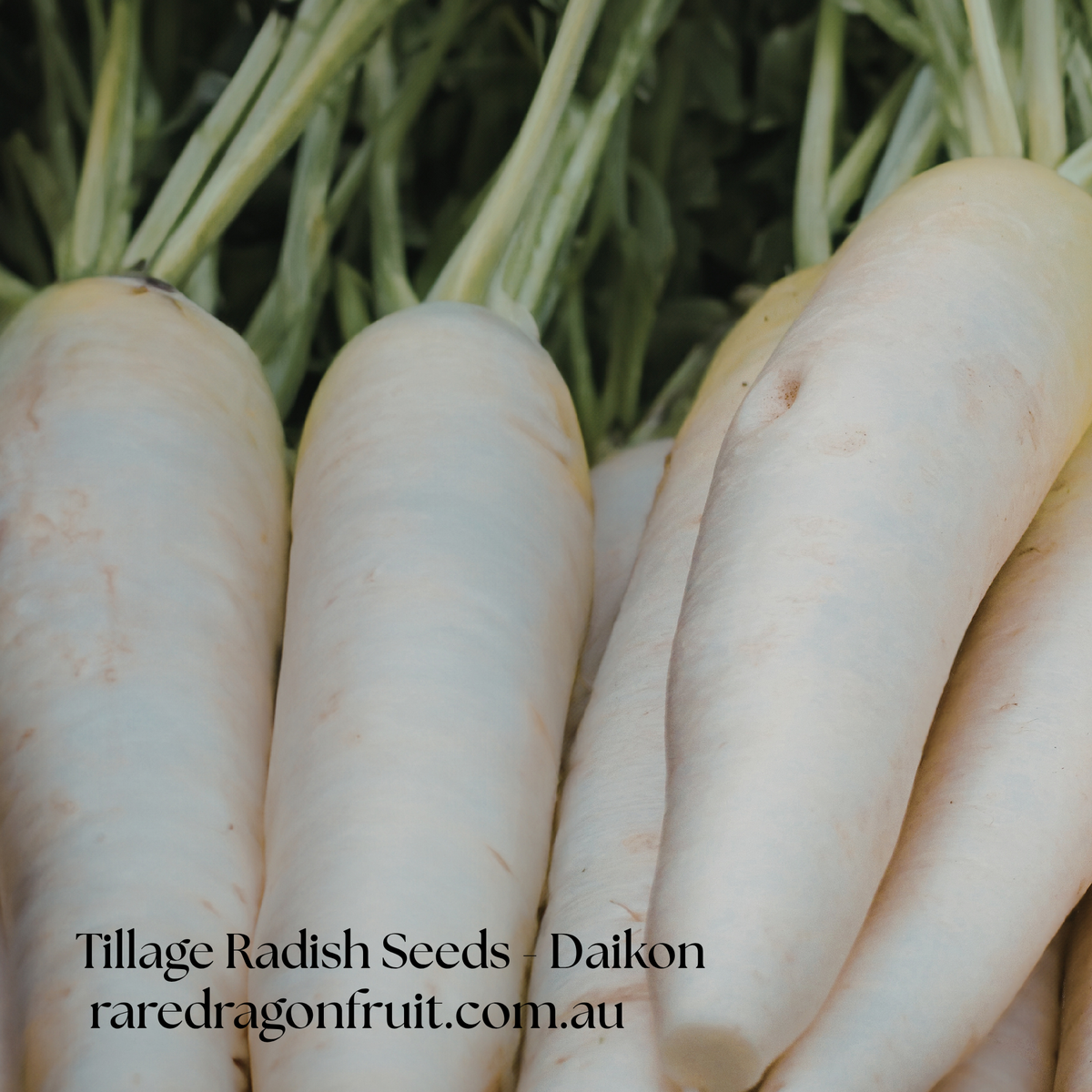 Tillage Radish Seeds (Daikon / Soil-Breaking Radish) X20