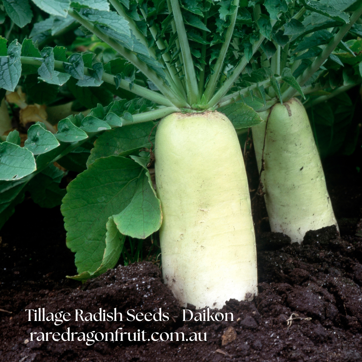Tillage Radish Seeds (Daikon / Soil-Breaking Radish) X20
