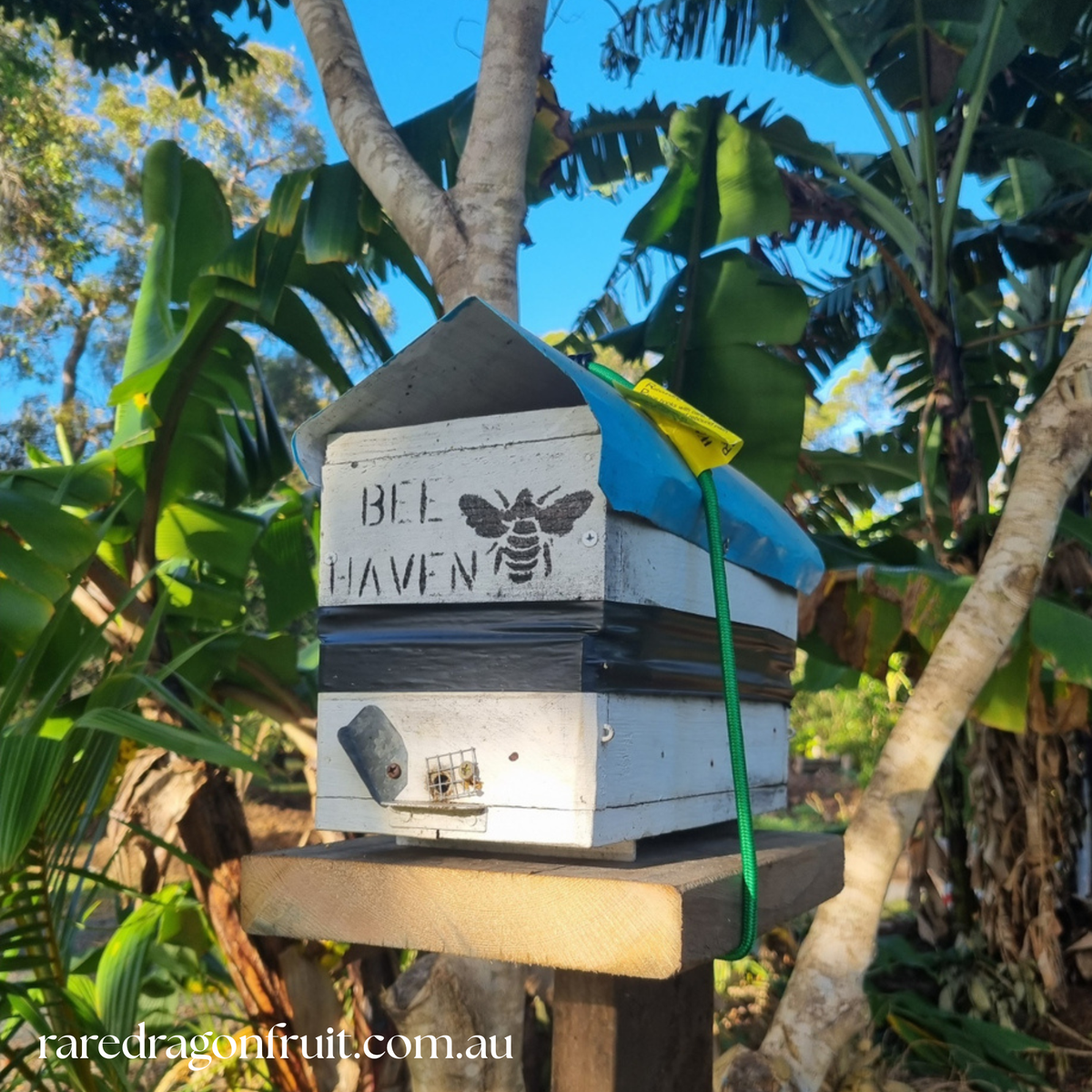 Austroplebeia australis Native Bee Hive