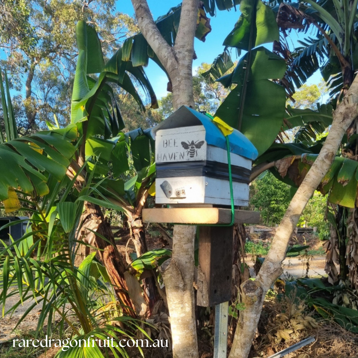 Austroplebeia australis Native Bee Hive