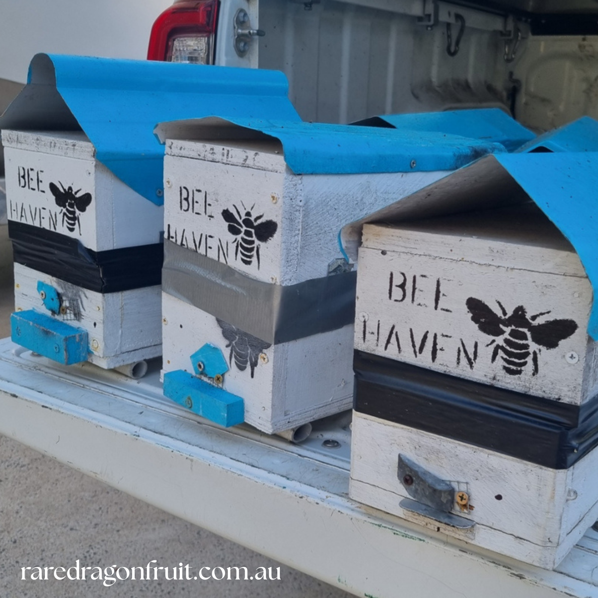 Austroplebeia australis Native Bee Hive
