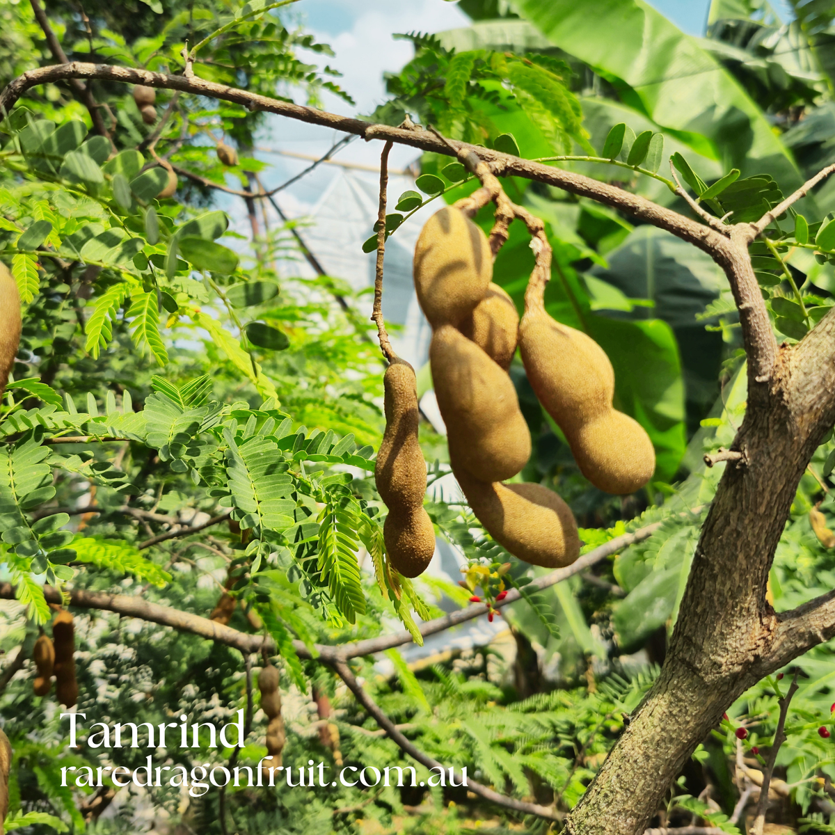 Tamarind Tree  Tamarindus indica