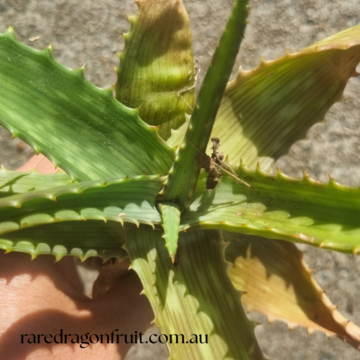 Aloe Vera (Aloe Barbadensis)