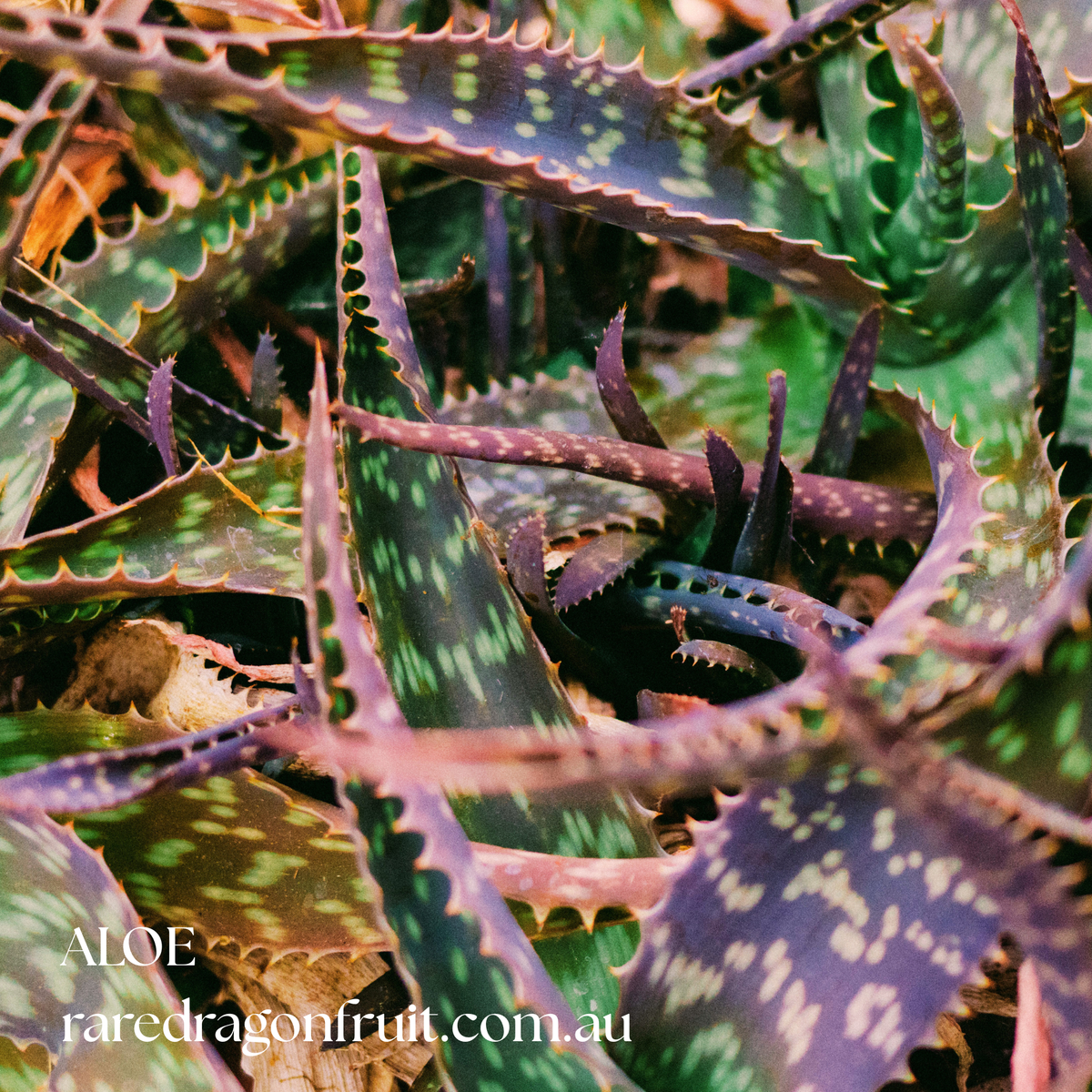Aloe Vera (Aloe Barbadensis)