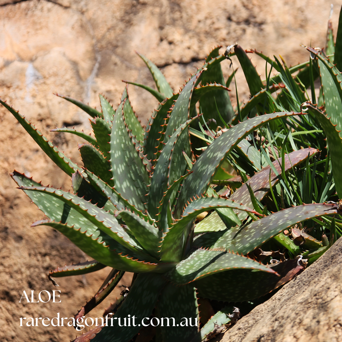 Aloe Vera (Aloe Barbadensis)