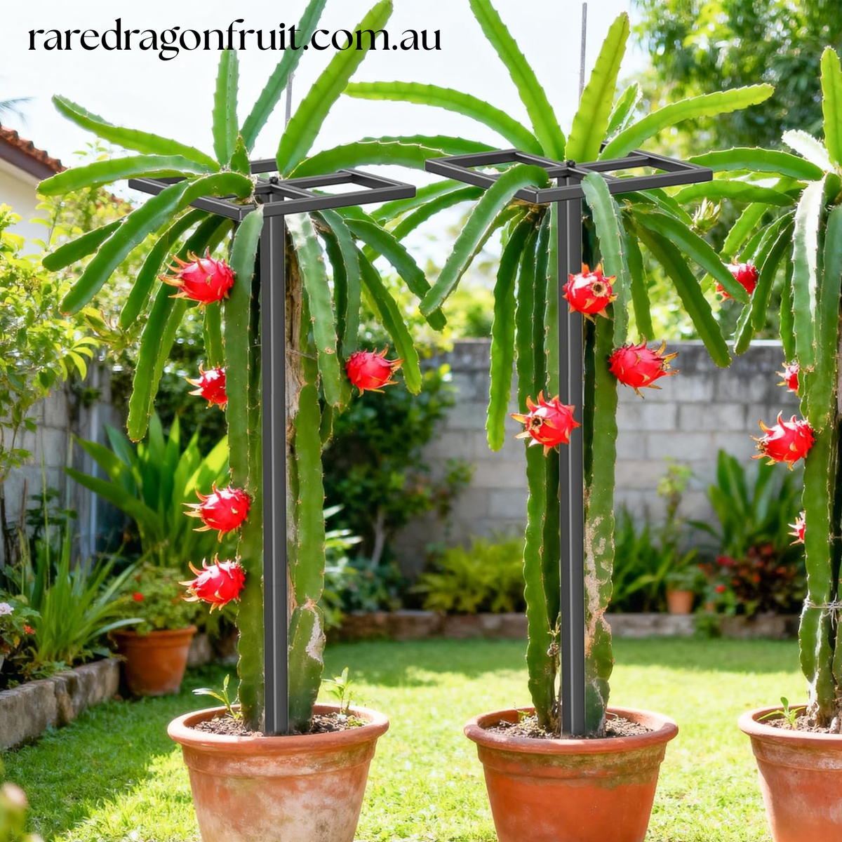 Dragon Fruit Trellis Square
