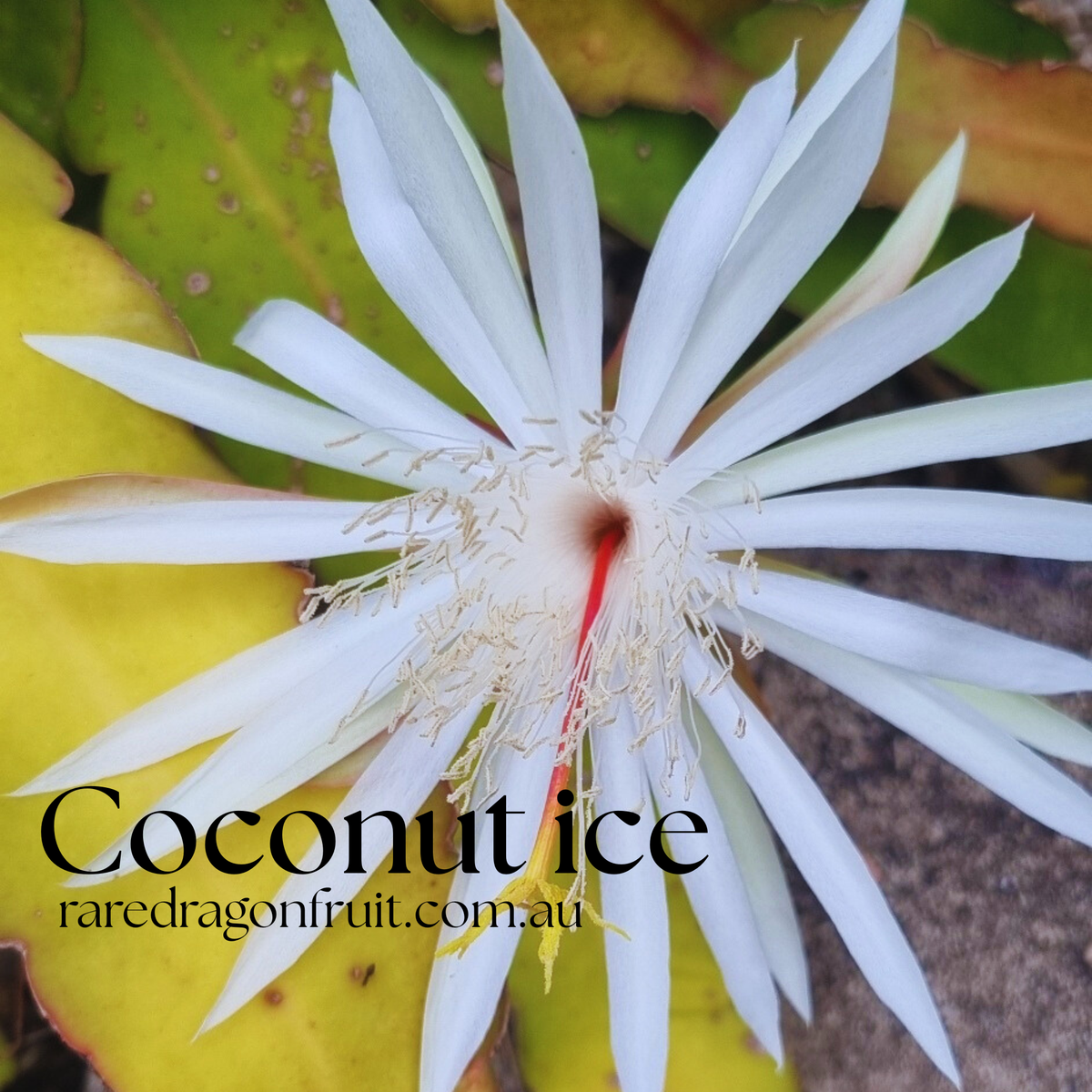 Coconut Ice Epiphyllum