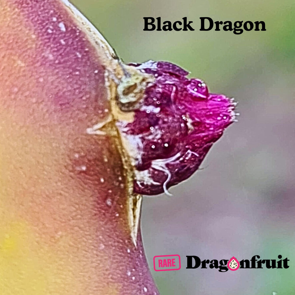 Black  Dragon- Ocamponis x Coniforus Dragon fruit