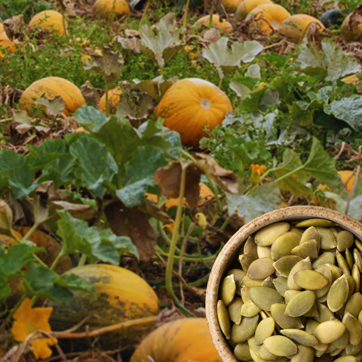 Pepita Edible Pumpkin Seed Grow your own