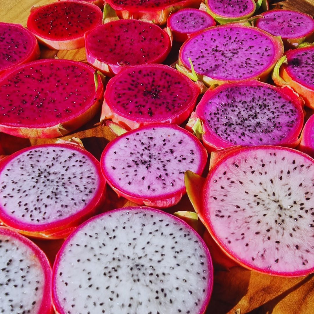 Dragon fruit Growing Workshop Northey Street City Farm 2026