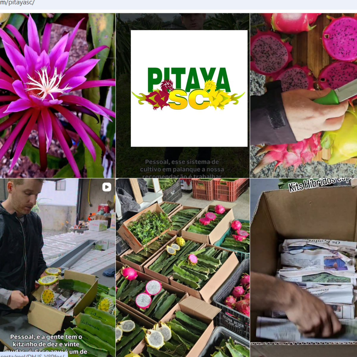 Online Dragon Fruit Field Day with Ricardo Martins