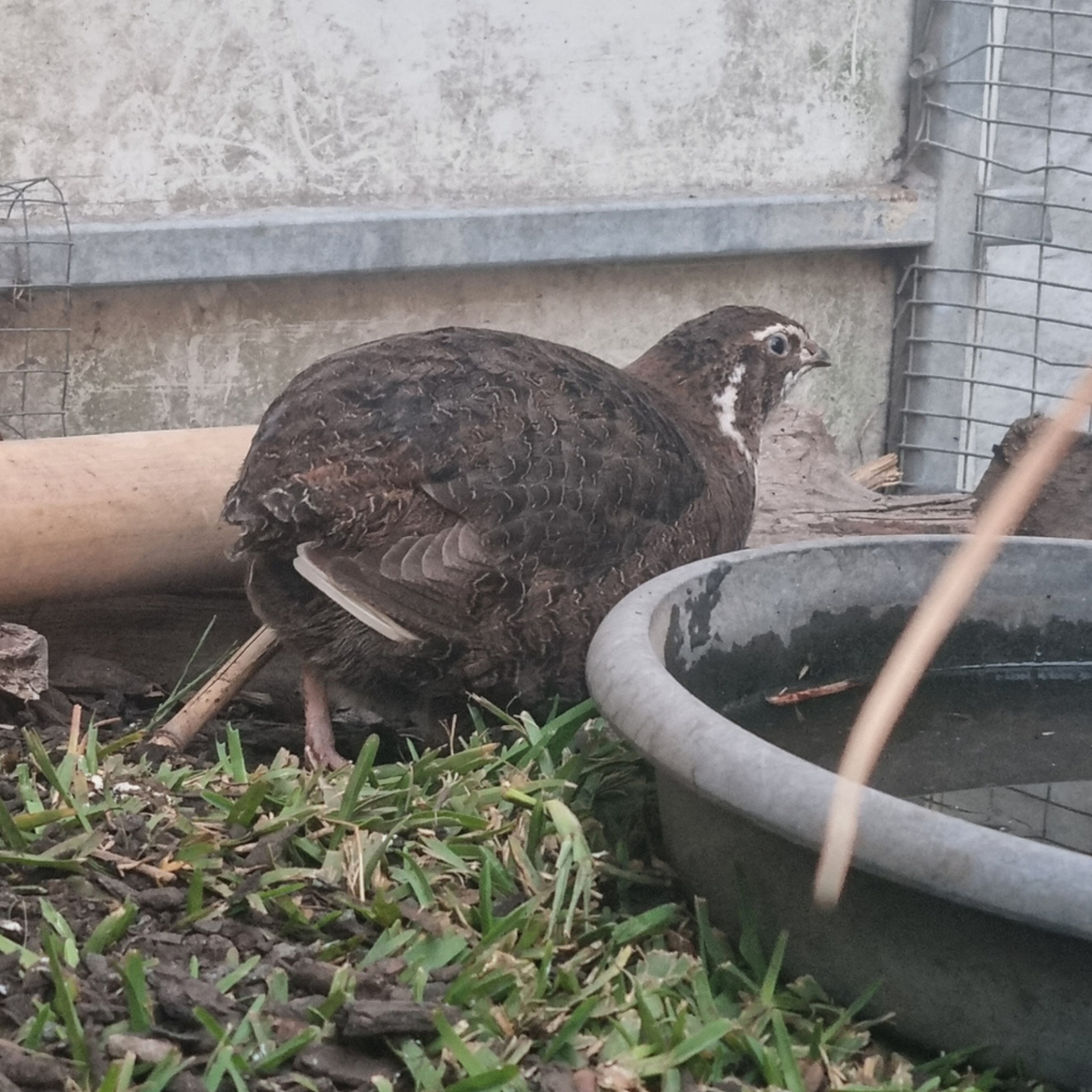 JAPANESE QUAIL Fertile Eggs x 12