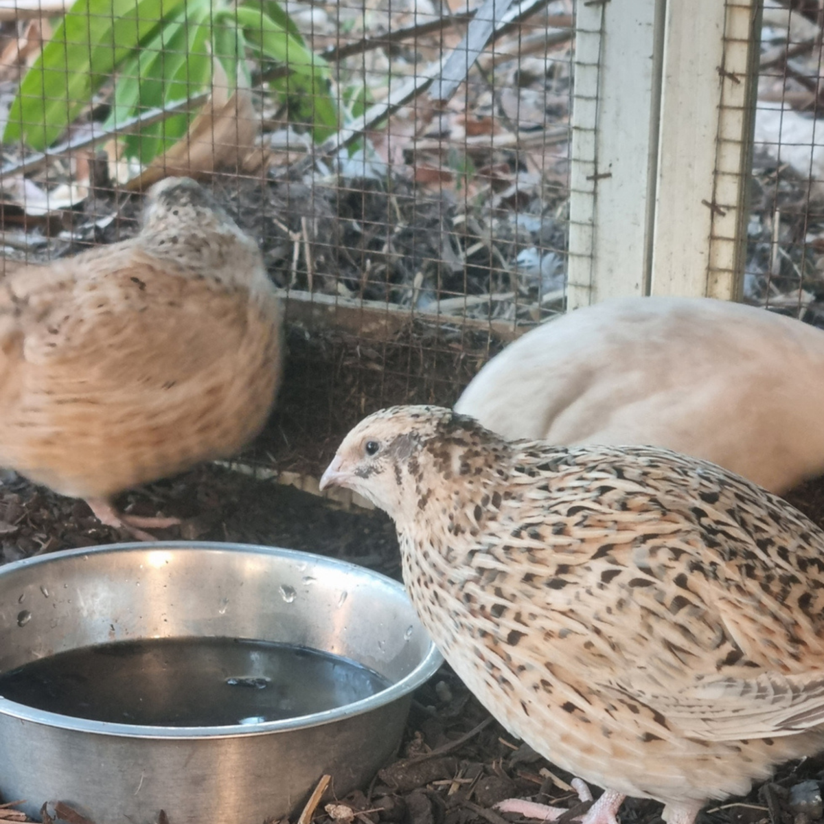 JAPANESE QUAIL Fertile Eggs x 12