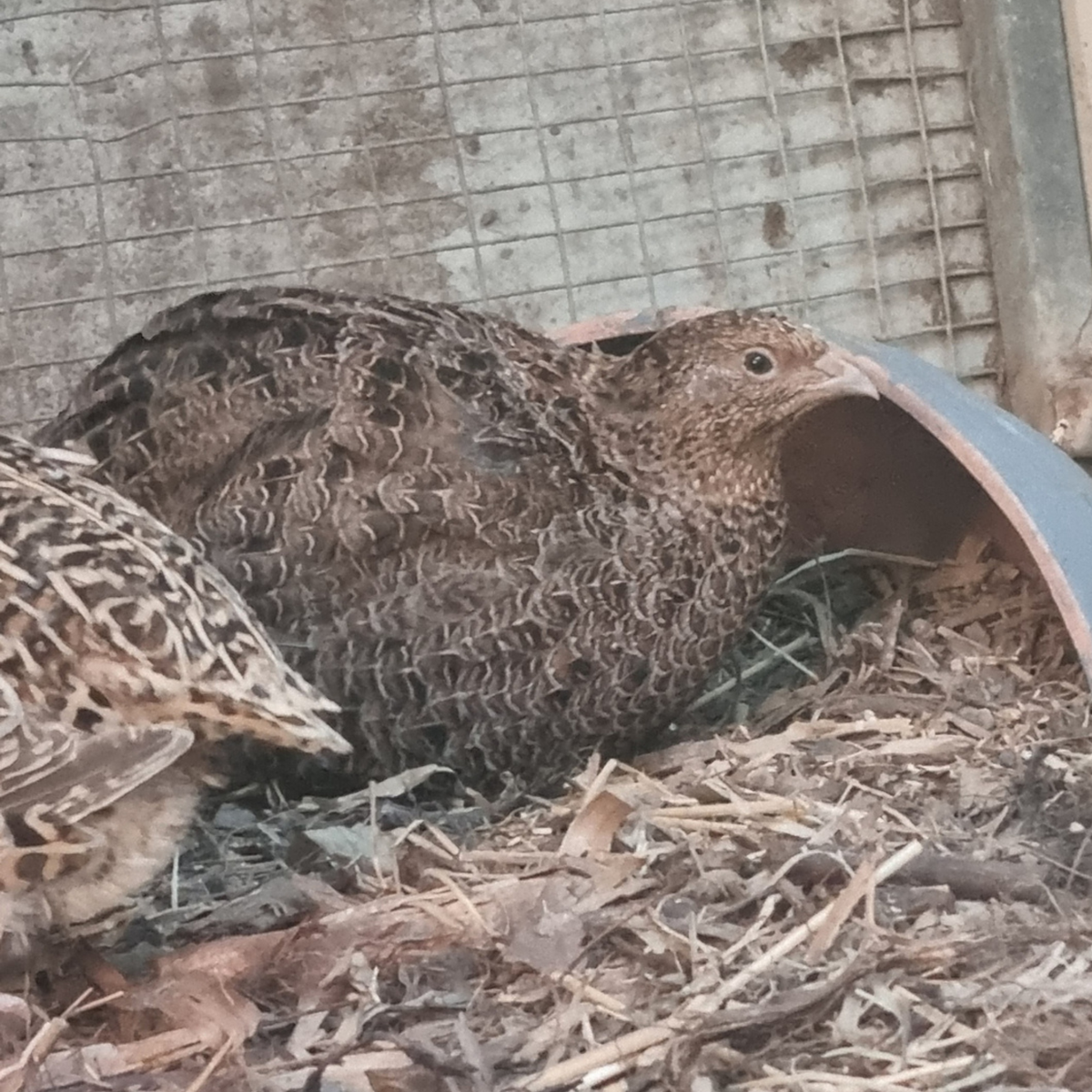 JAPANESE QUAIL Fertile Eggs x 12
