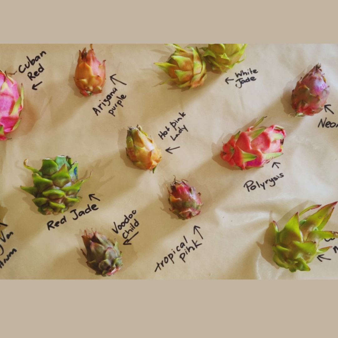 2026 Trevallan Lifestyle Centre How to Grow Dragon Fruit Workshop