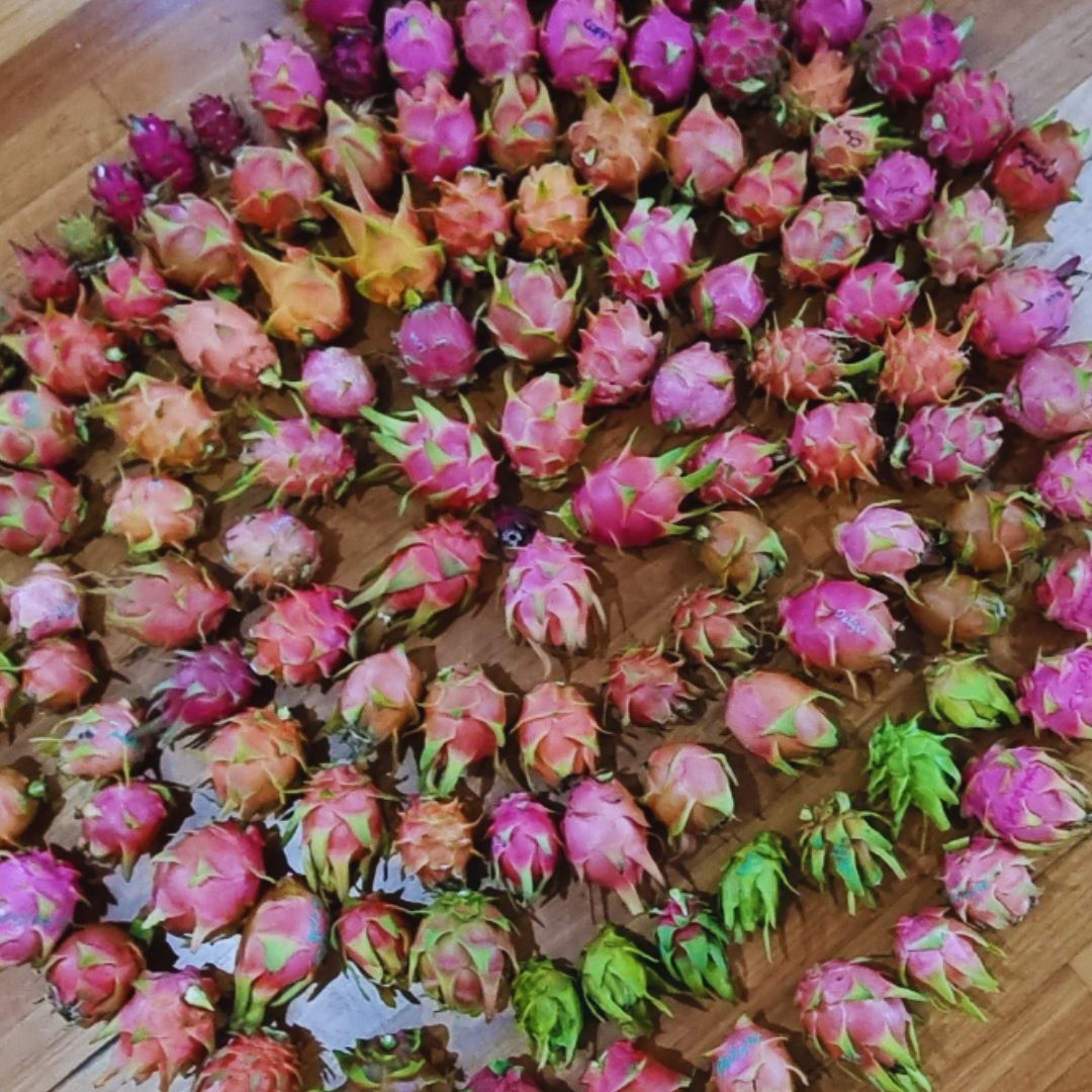 2026 Trevallan Lifestyle Centre How to Grow Dragon Fruit Workshop